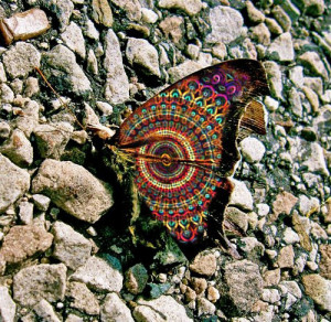 crazy butterfly